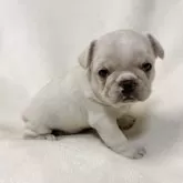 フレンチブルドッグ