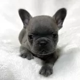 フレンチブルドッグ