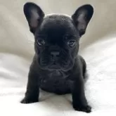 フレンチブルドッグ