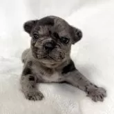 フレンチブルドッグ