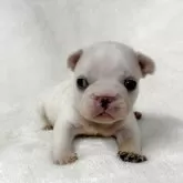 フレンチブルドッグ