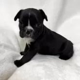 フレンチブルドッグ