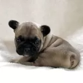 フレンチブルドッグ