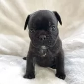 フレンチブルドッグ【山口県・女の子・2025年3月3日・ブリンドル】の写真1