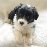ボーダーコリー