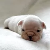 フレンチブルドッグ