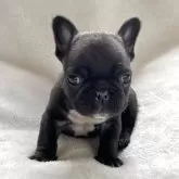 フレンチブルドッグ
