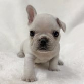 フレンチブルドッグ
