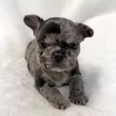 フレンチブルドッグ