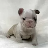 フレンチブルドッグ
