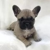 フレンチブルドッグ