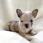 フレンチブルドッグ