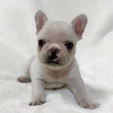 フレンチブルドッグ