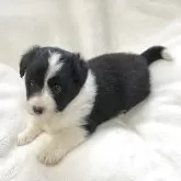 ボーダーコリー【山口県・女の子・2025年3月25日・ブラック&ホワイト】の写真3