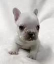フレンチブルドッグ【山口県・男の子・2025年10月6日・クリーム】の写真3