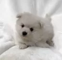 ポメラニアン【山口県・女の子・2025年10月11日・クリーム】の写真4