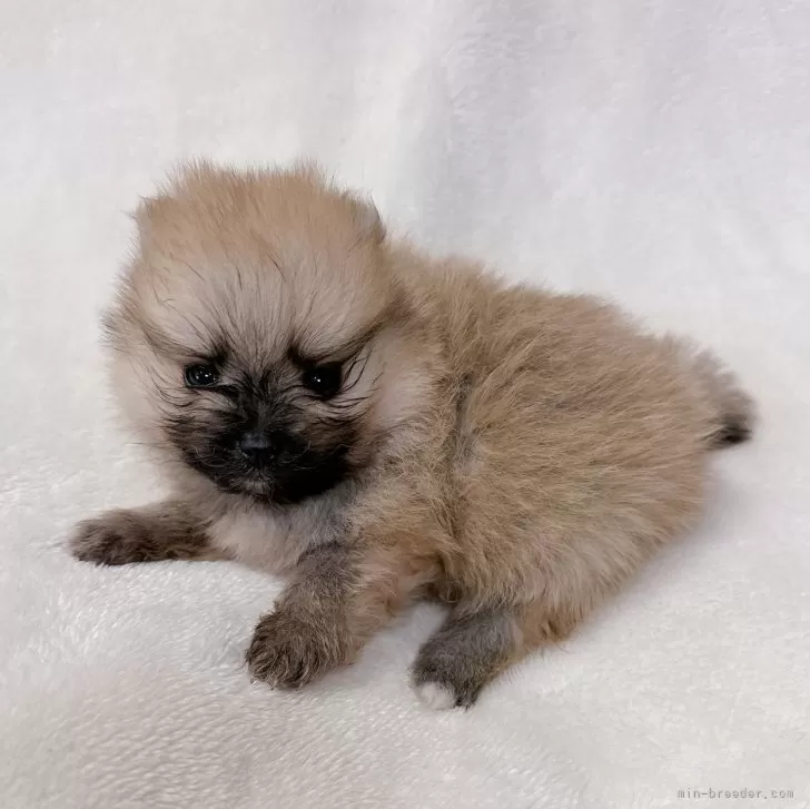 ID:2402-00441の子犬