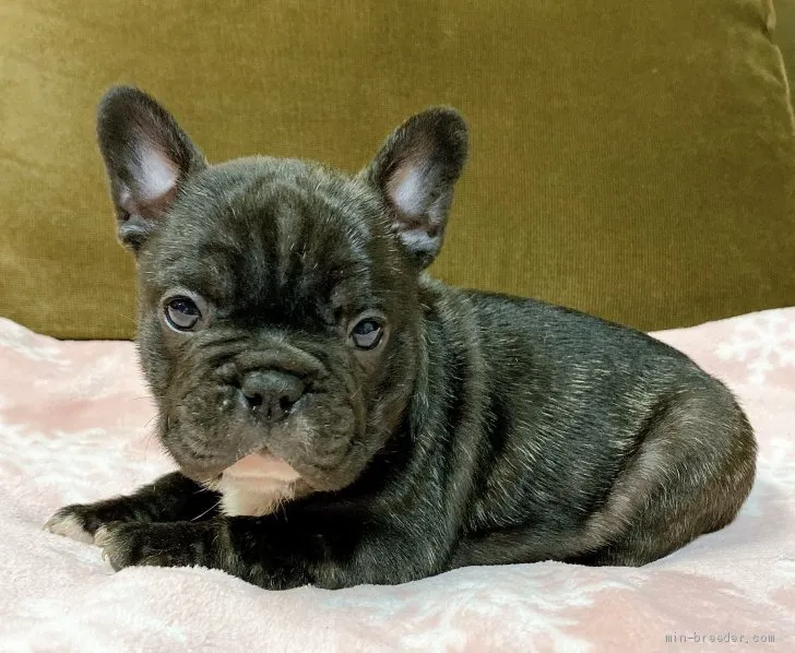 ID:2011-00841の子犬