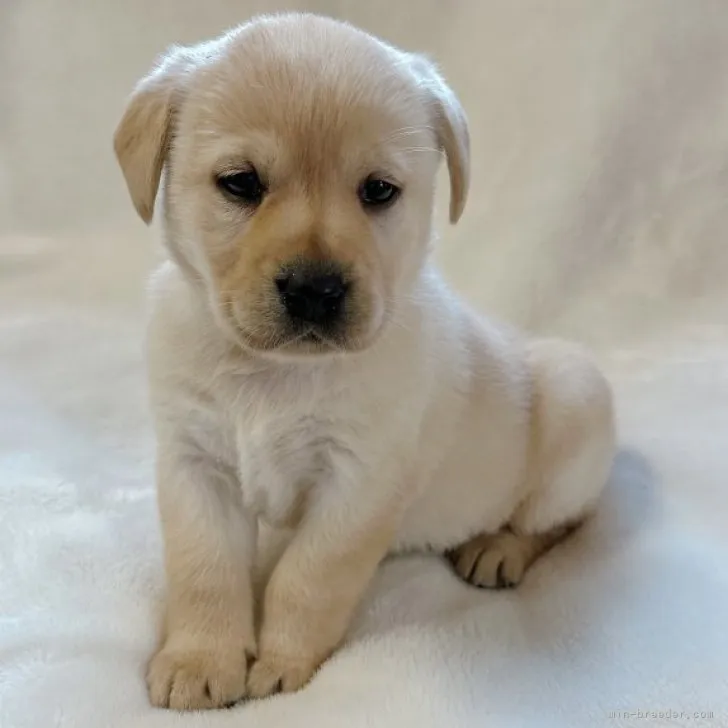 ID：2303-01667の子犬