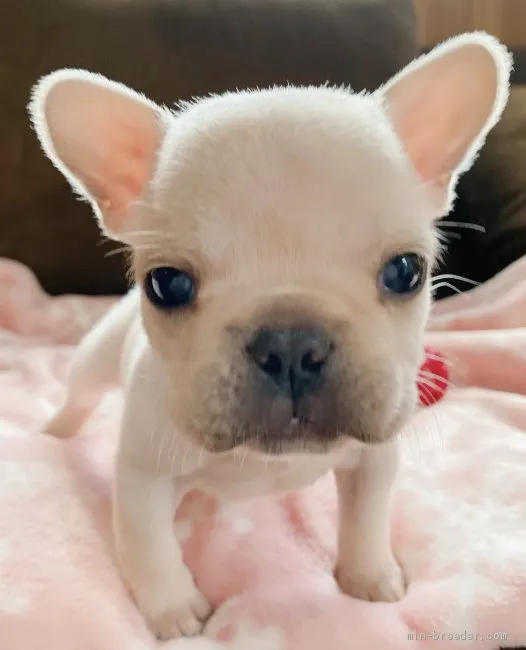 ID:2011-00414の子犬