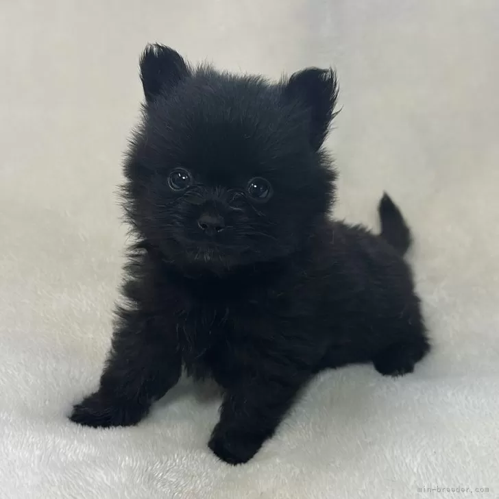 ID:2410-06261の子犬