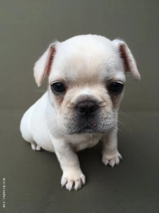ID:1908-02787の子犬