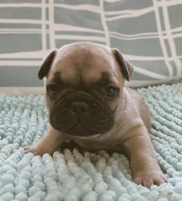 ID:2206-01192の子犬