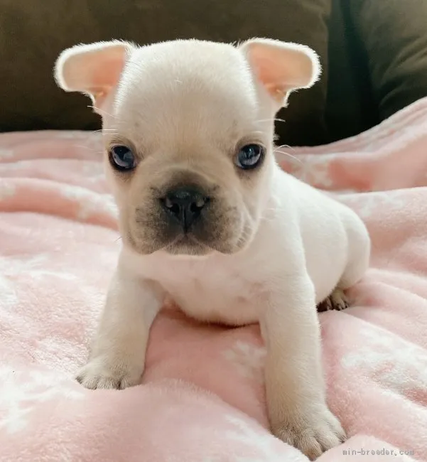 ID：2011-00416の子犬
