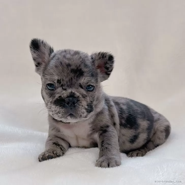 ID:2405-02822の子犬