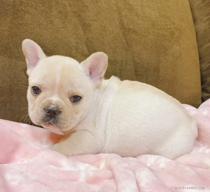 ツン 様のお迎えした子犬