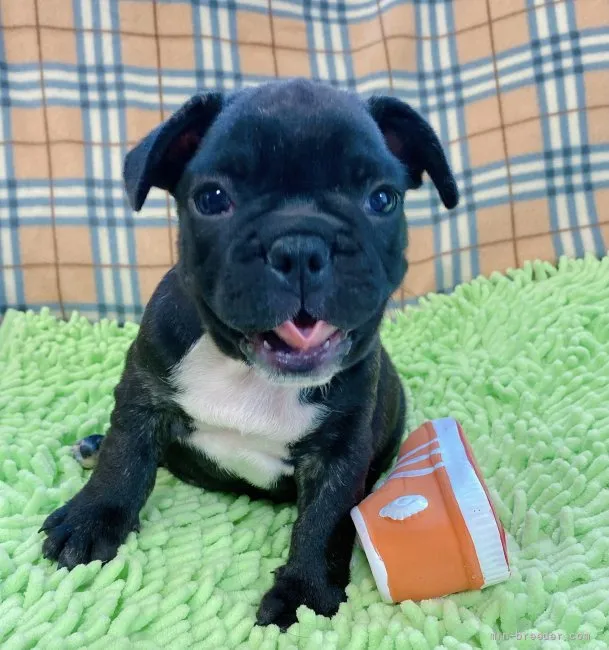 ID:2108-00078の子犬