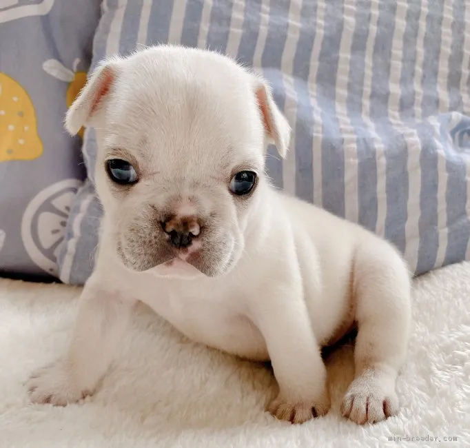 f/bubu 様のお迎えした子犬