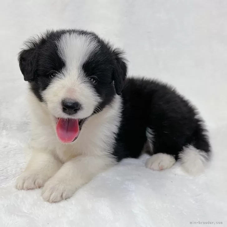 ID：2407-08172の子犬