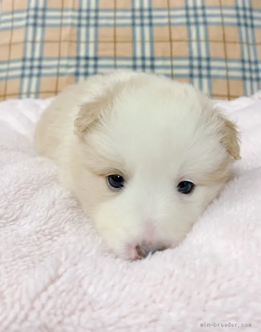 ひーさん 様のお迎えした子犬