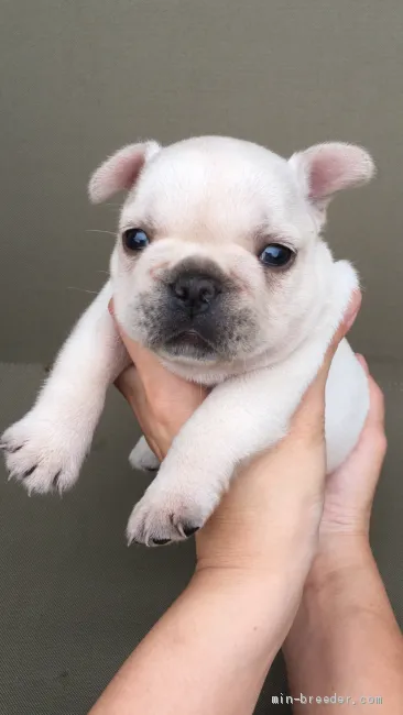 ID：1908-02937の子犬