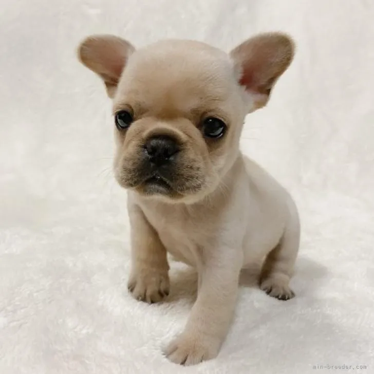 ID:2209-03510の子犬
