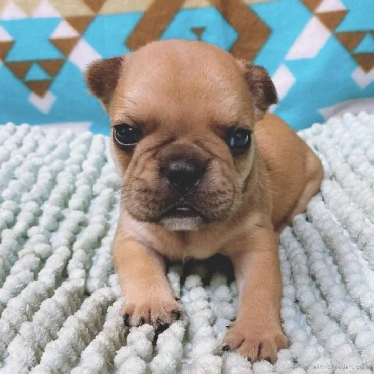 ID:2206-03257の子犬