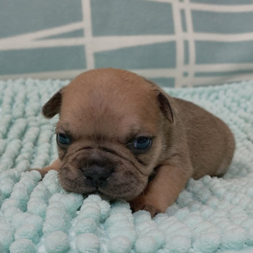 フレンチブルドッグ【山口県・男の子・2022年5月8日・フォーン】の写真「予約受付中です♪」