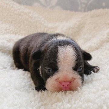 フレンチブルドッグ【山口県・女の子・2021年6月29日・ブリンドル】の写真「予約受付中です♪」