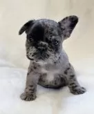 フレンチブルドッグ【山口県・女の子・2024年4月29日・ブルーマール】の写真3