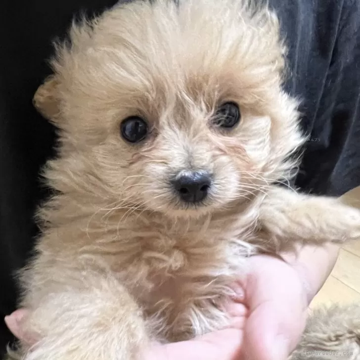 ID:2412-03479の子犬