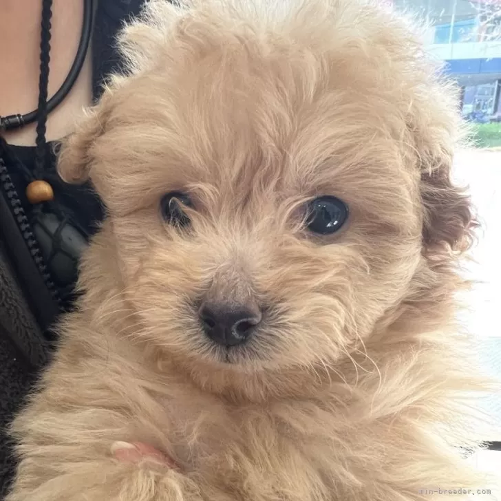 ID：2412-03147の子犬