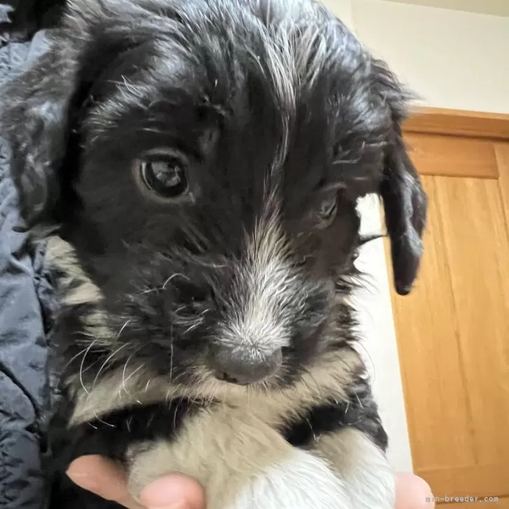 ID:2503-06229の子犬