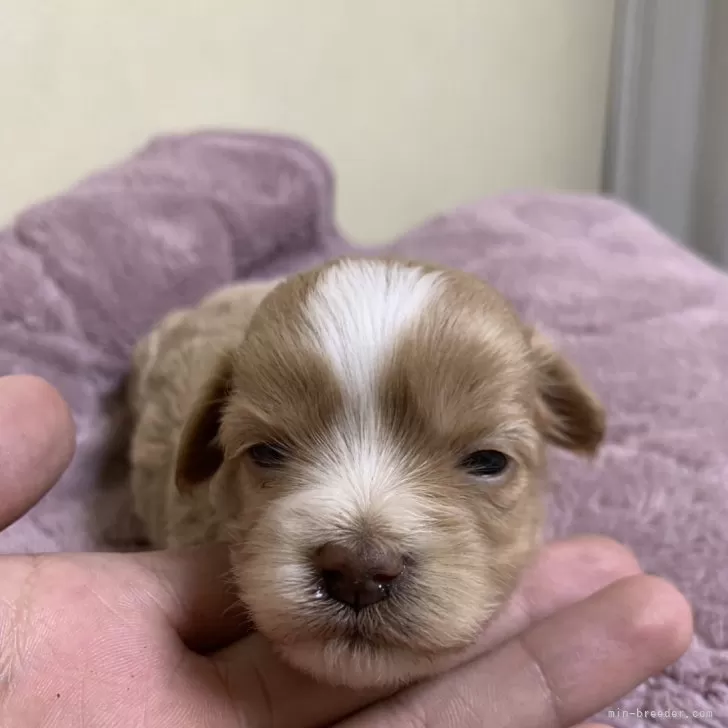 ID:2501-06590の子犬