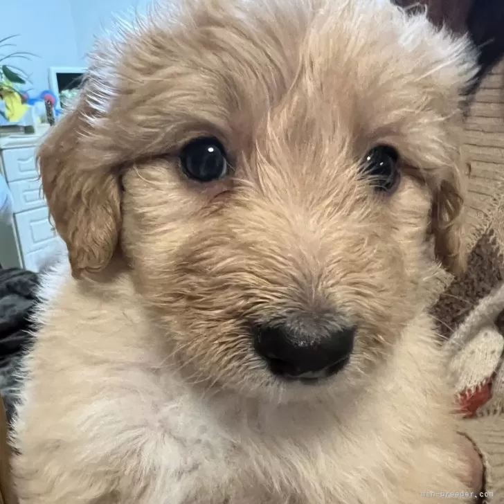 ID：2403-04496の子犬