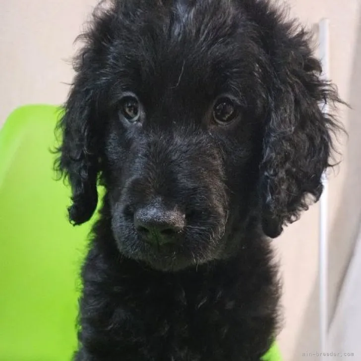 ID:2305-04159の子犬