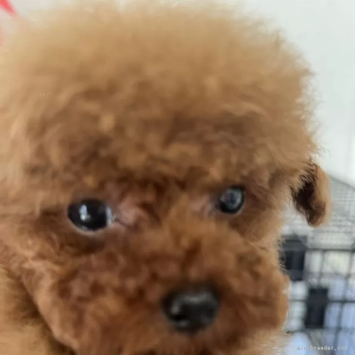 ID：2406-03350の子犬