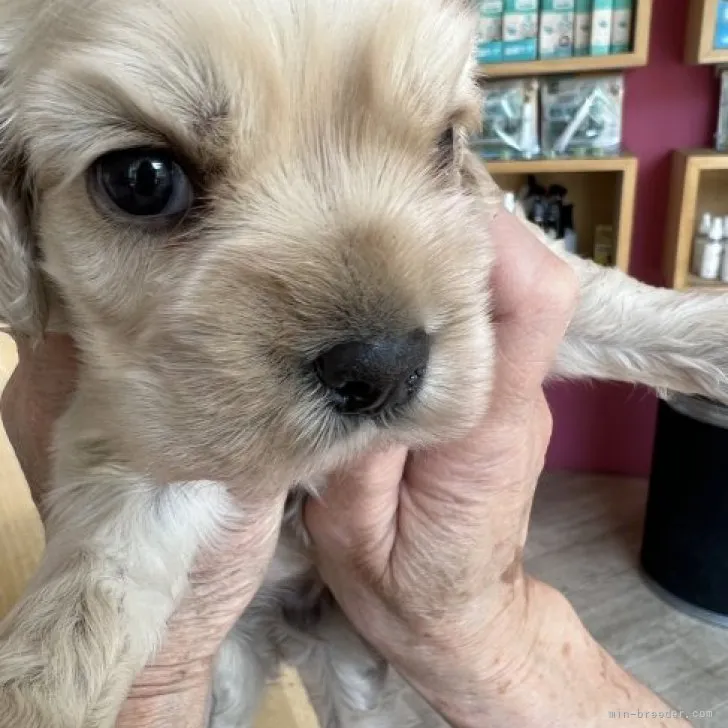 ID:2304-05495の子犬