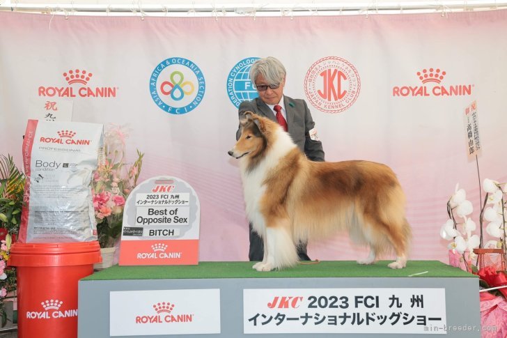 中村　寿美(なかむら　ひさみ)ブリーダー(徳島県・シェットランドシープドッグなど・JKC/JCC登録)の紹介写真10