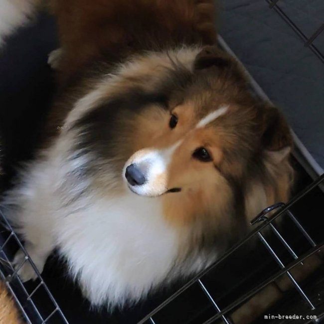 中村　寿美(なかむら　ひさみ)ブリーダー(徳島県・シェットランドシープドッグなど・JKC/JCC登録)の紹介写真3